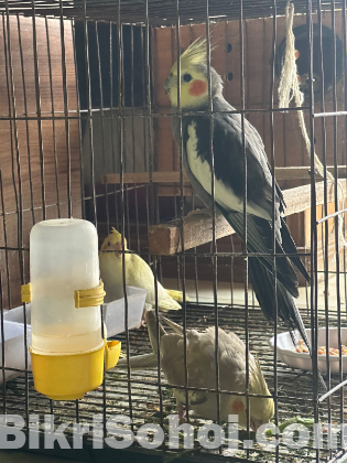 Cockatiel master pair